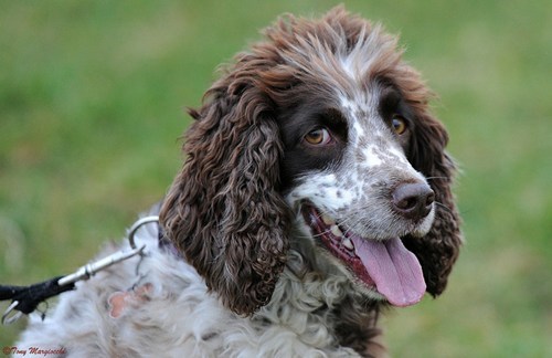 Goggie ob teh Week: English Springer Spaniel Wins! 