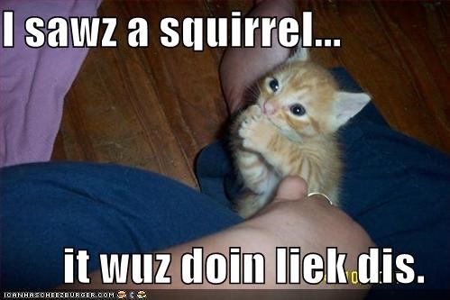 I sawz a squirrel...  it wuz doin liek dis.