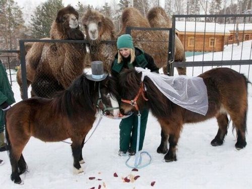 Horsies in Lurrrve