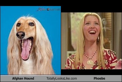 Afghan Hound Totally Looks Like Phoebe