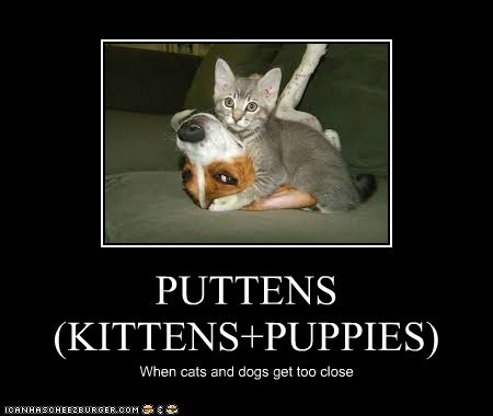PUTTENS (KITTENS+PUPPIES)