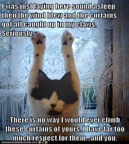 I was just laying here sound asleep, then the wind blew and the curtains got all caught up in my claws. Seriously.   There is no way I would ever climb these curtains of yours. I have far too much respect for them...and you.