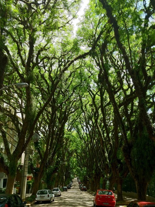 The Rua Gonçalo de Carvalho Tree Tunnel, Brazil