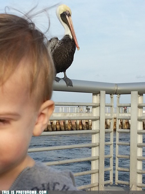 Mr. Pelican Is Hungry