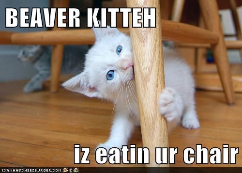 BEAVER KITTEH  iz eatin ur chair