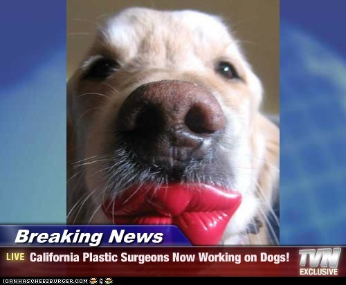 Breaking News - California Plastic Surgeons Now Working on Dogs!