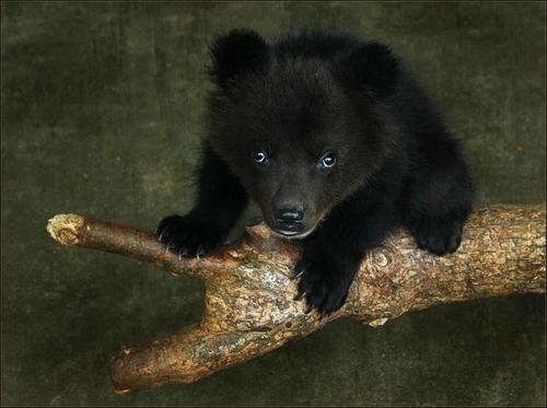 Black Bear Cub 