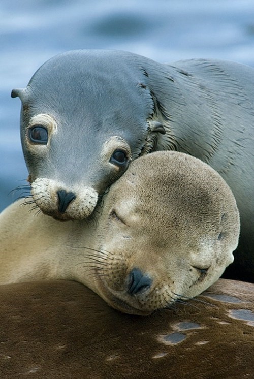 Squee Spree: Farewell Sea Lions! 