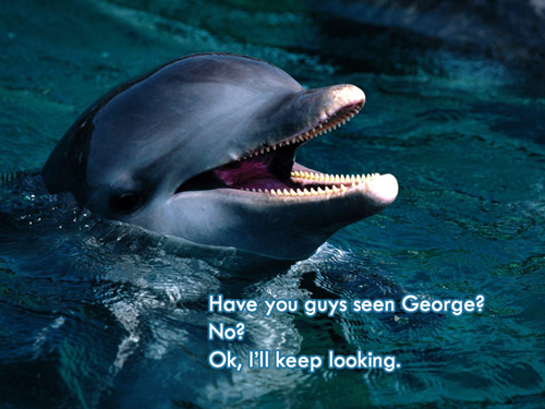 Dolphins Have Names?!