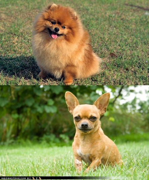 Goggie ob teh Week FACE OFF: Pomeranian vs. Chihuahua 