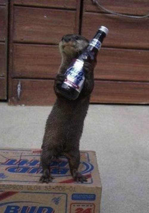 Otter Loves His Beer