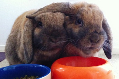 Bunday: Friendship in Bunny Land 