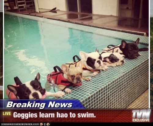 Breaking News - Goggies learn hao to swim.