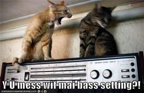 Audiophile Cat Takes His Music Seriously