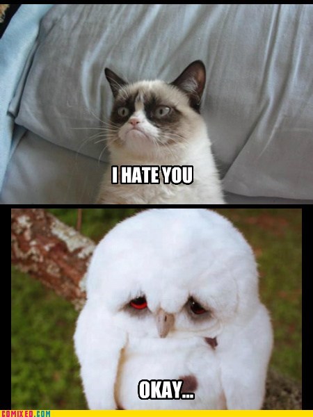 Grumpy Cat, Meet Sad Owl