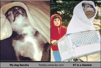 My Dog Sancho Totally Looks Like ET in a Blanket