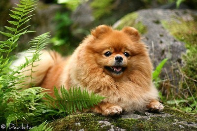 Goggie ob teh Week: Pomerania 