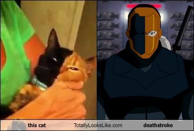 This Cat Totally Looks Like Deathstroke