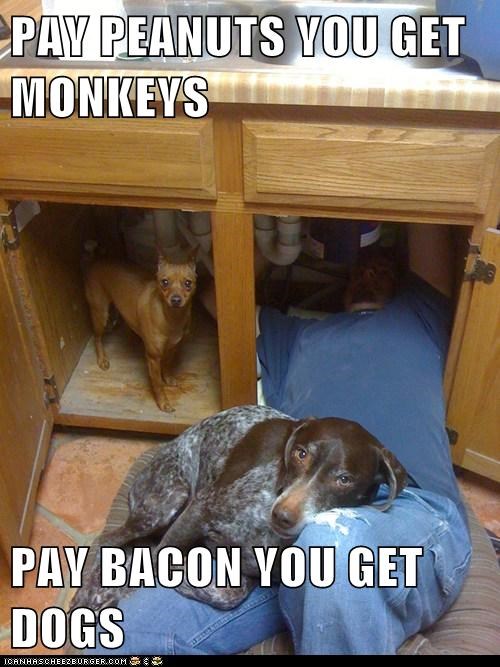PAY PEANUTS YOU GET MONKEYS  PAY BACON YOU GET DOGS