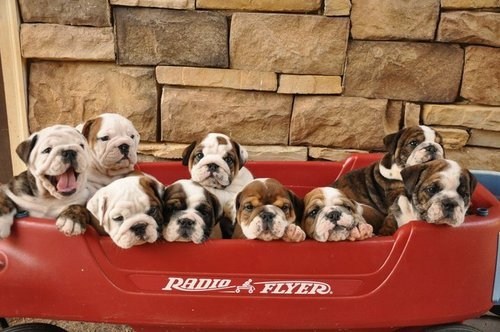Cyoot Puppy ob teh Day: Widdle Red Wagon