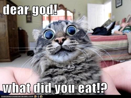 dear god!  what did you eat!?