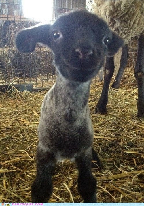 Happy Little Lampkins