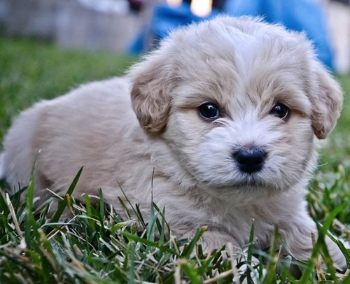 Cyoot Puppy ob teh Day: Scruffy Scruff
