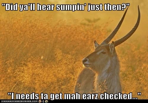"Did ya'll hear sumpin' just then?"  "I needs ta get mah earz checked..."