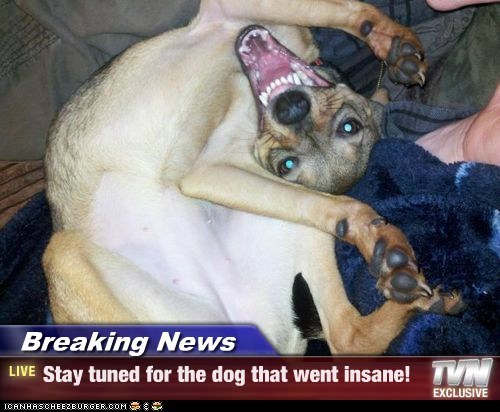 Breaking News - Stay tuned for the dog that went insane!