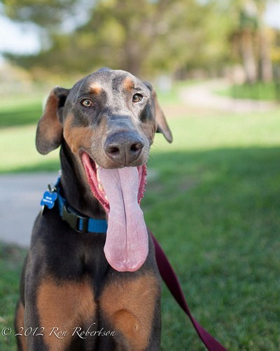 Goggie ob teh Week: Mr. Doberman's Dog 