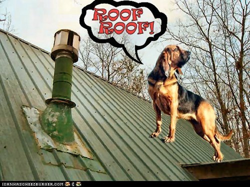 ROOF ROOF!