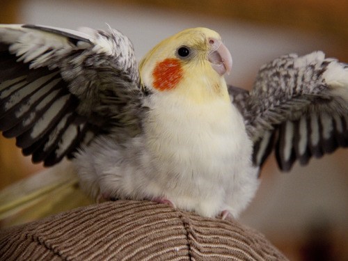 Squee Spree: Fabulously Floofy 