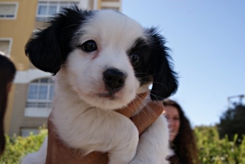 Cyoot Puppy ob teh Day: Fluffy Ears 
