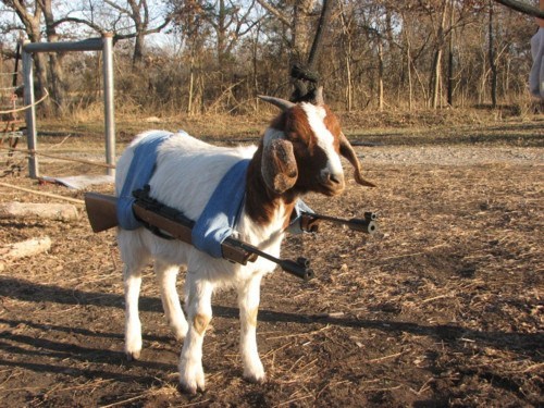 Classic: Attack Goat