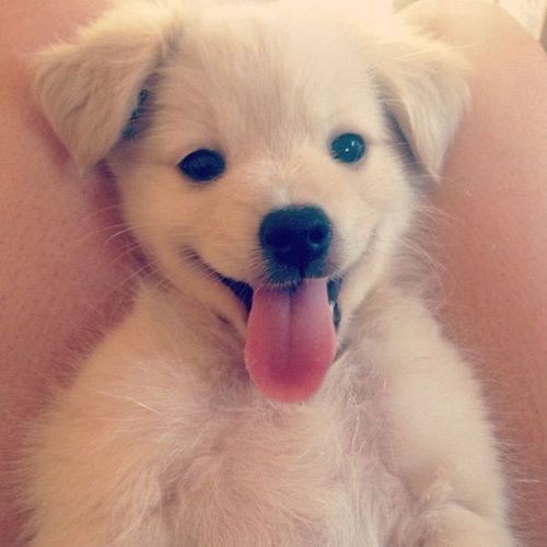 Cyoot Puppy ob teh Day: Licks of Love 