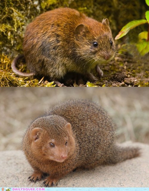 Squee Spree: Bank Vole Vs. Mongoose 