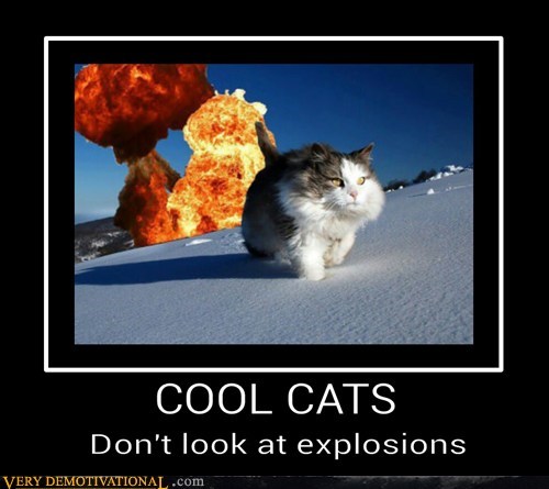 The Coolest of Cats