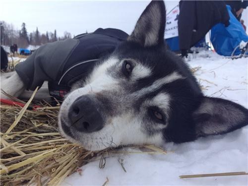 Meet Some of the Top Dogs of the Iditarod