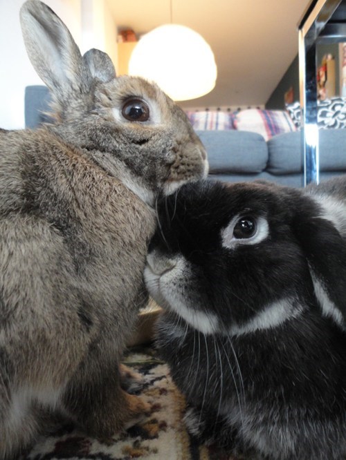 Bunday: PDAs