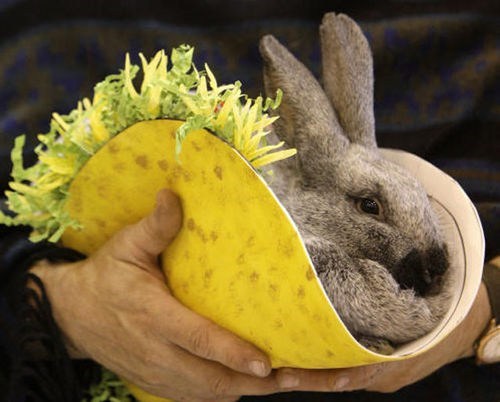 Bunday: Tacos con Conejos 