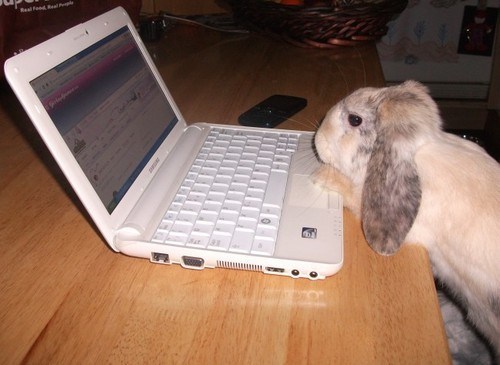 Bunday: Bunnies Secretly Love Social Networking! 