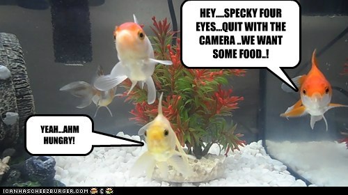 HEY....SPECKY FOUR EYES...QUIT WITH THE CAMERA ..WE WANT SOME FOOD..!