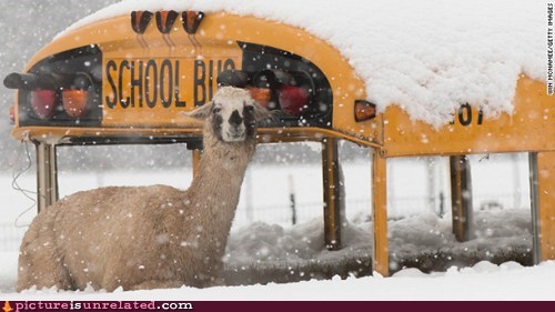 The Snow-Llamas Take a Bus as Their Own