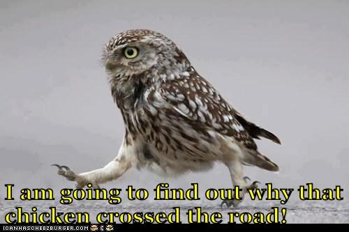 Determined Owl is Determined