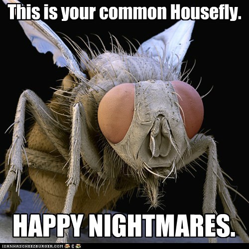 This is your common Housefly.