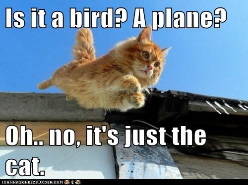 Is it a bird? A plane?  Oh.. no, it's just the cat.
