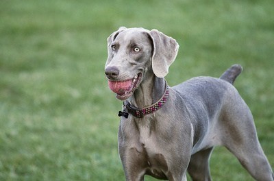 Goggie ob teh Week: Weimaraner Wins!