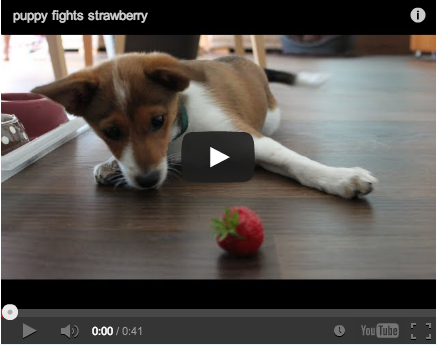 Around the Interwebz: The Cutest Puppy Fighting a Strawberry EVER!
