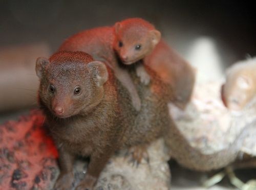 Squee Spree: Mama Mongoose 