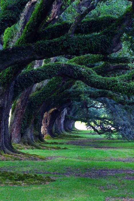 Walking Through the Oaks in Mississippi